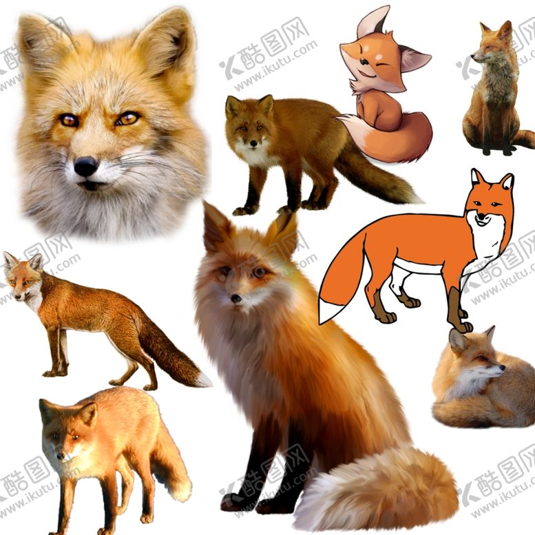 编号：95213309110441067015【酷图网】源文件下载-狐狸png免扣高清素材