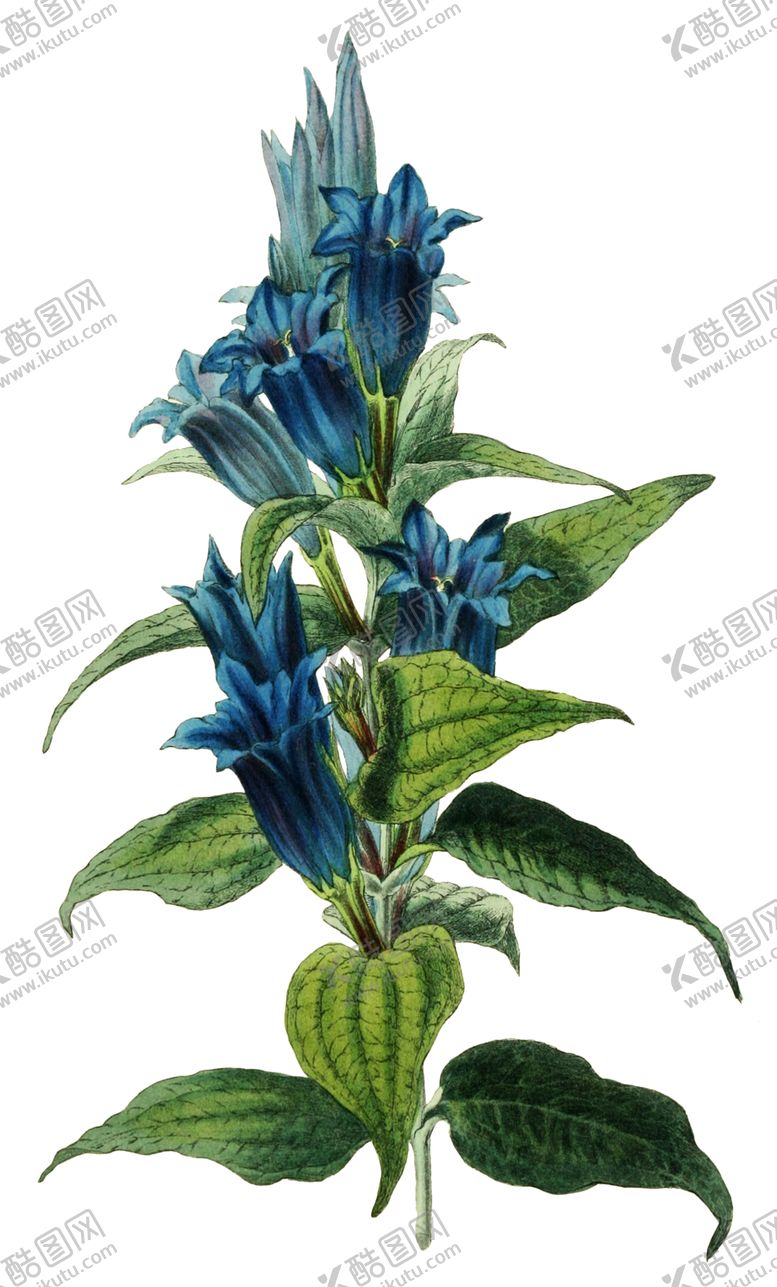 编号：26303206251552583293【酷图网】源文件下载-复古鲜花植物装饰图案