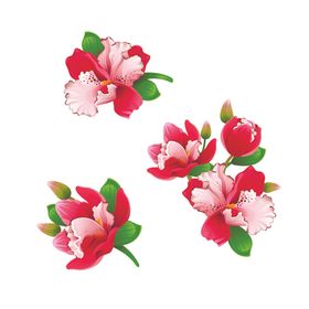 蝴蝶兰手绘花