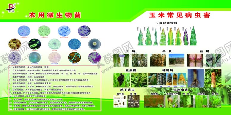 编号：67230807050403453978【酷图网】源文件下载-玉米病虫害