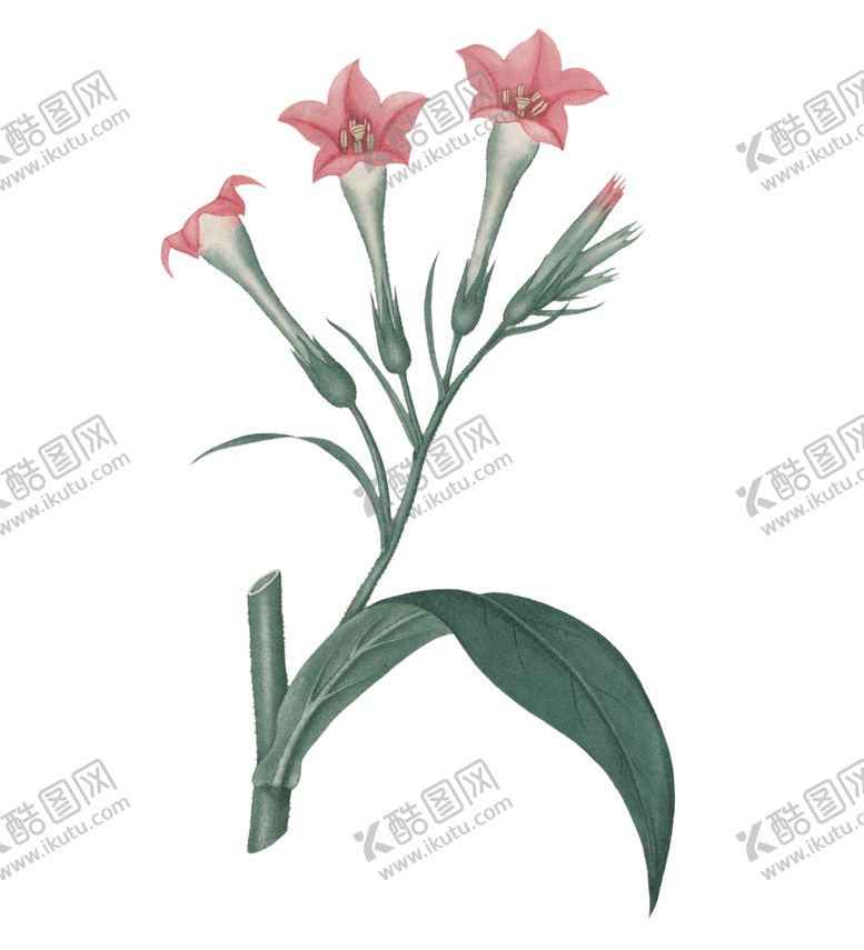 编号：11677304280253503978【酷图网】源文件下载-插画花朵