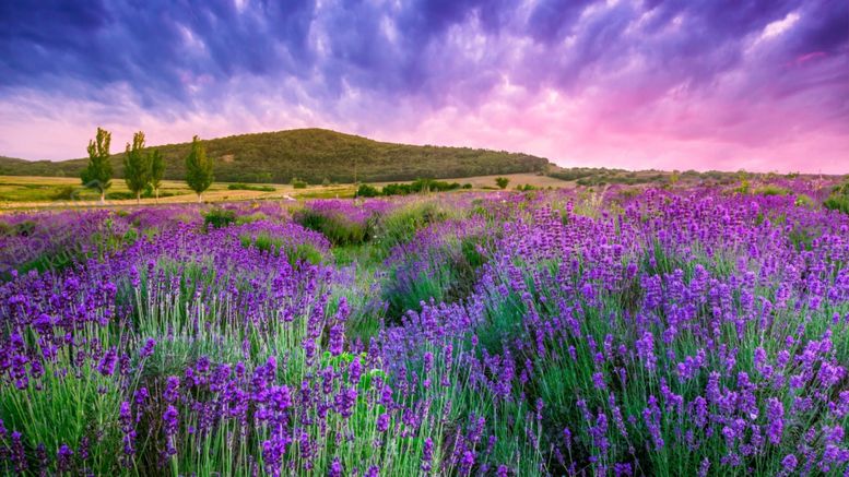 编号：84128809292057525333【酷图网】源文件下载-晚霞下的薰衣草