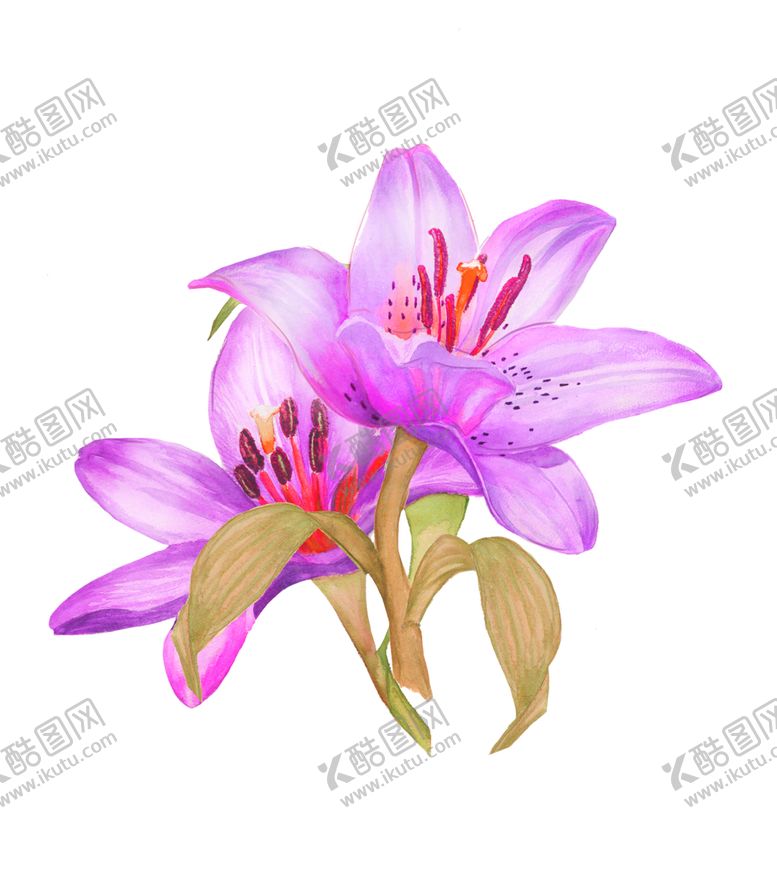 编号：36222809192054219222【酷图网】源文件下载-鲜花素材