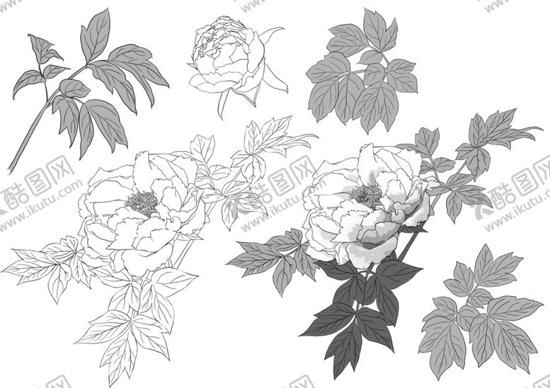 编号：77462009181209353893【酷图网】源文件下载-花卉素描