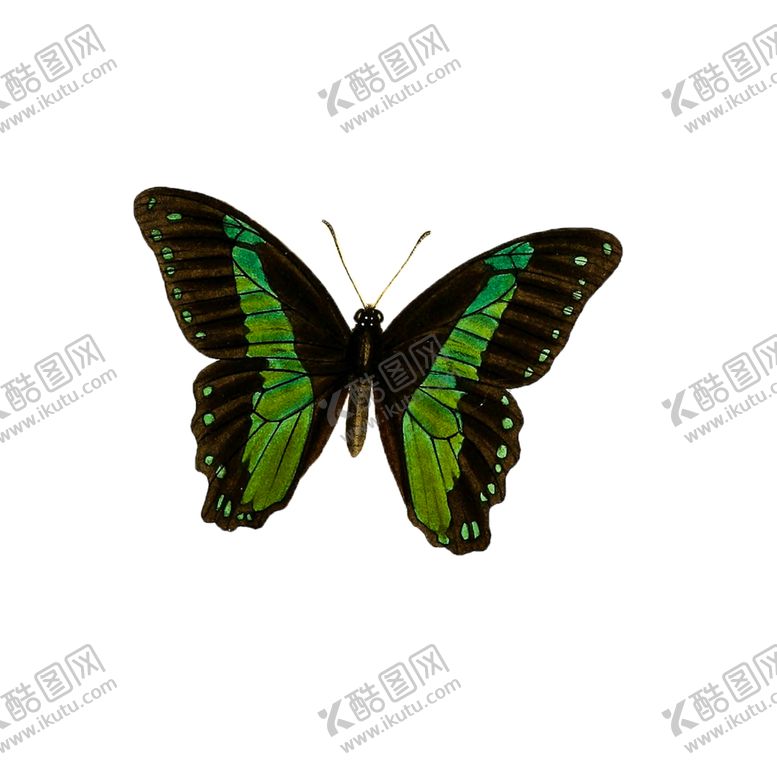编号：20444605180649406919【酷图网】源文件下载-蝴蝶透明PNG免扣