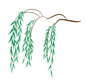 柳树