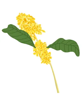 手绘桂花png免抠素材黄色的风景卡通广告设计PNG