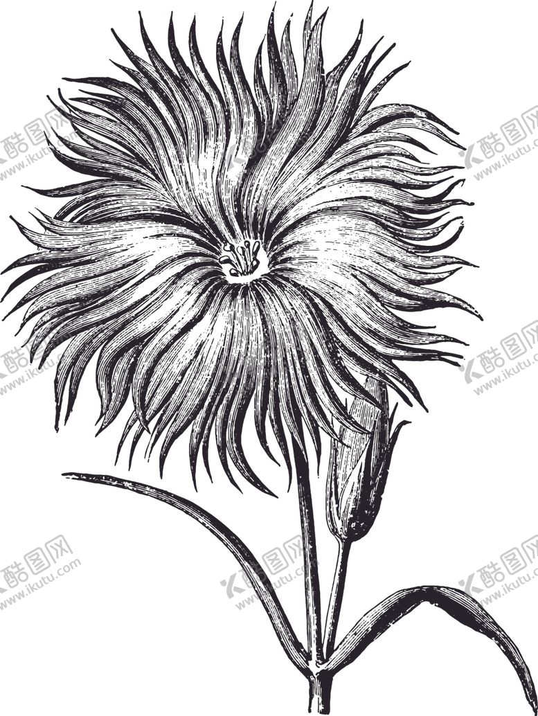 编号：35099610110026051894【酷图网】源文件下载-线描植物