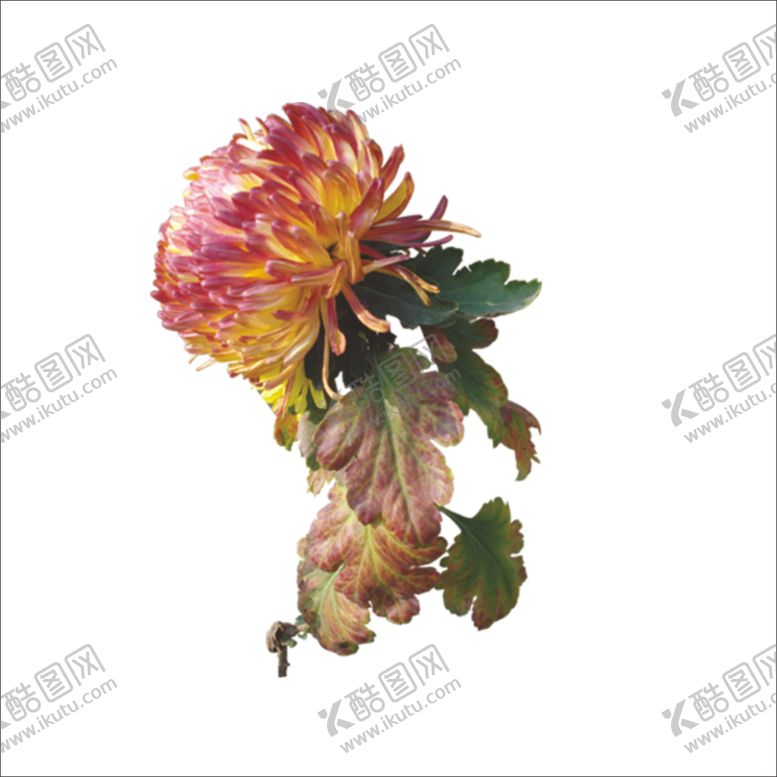 编号：89186210012135579578【酷图网】源文件下载-重阳节素材