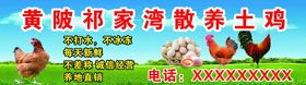 郴州竹林散养土鸡推广图