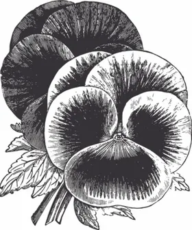 手绘 复古花