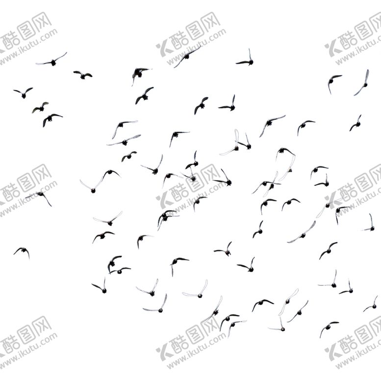 编号：33216406260348586404【酷图网】源文件下载-飞翔的鸽群