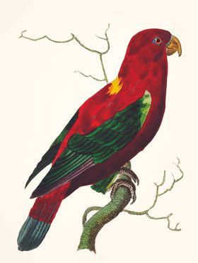 鸟类插画