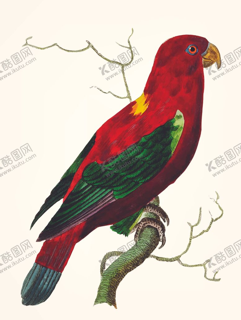 编号：22626005020612533050【酷图网】源文件下载-鸟类插画