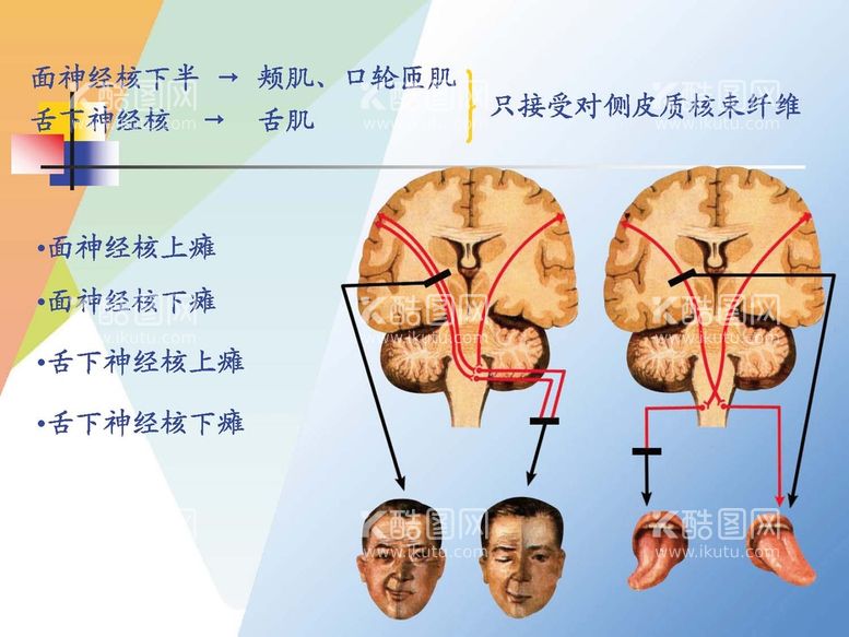 编号：59087610262038498148【酷图网】源文件下载-神经系统