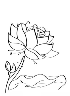 手绘荷花线稿PNG