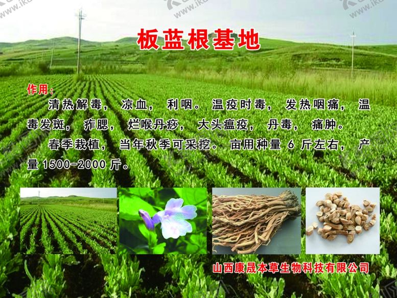 编号：97238410010112059348【酷图网】源文件下载-板蓝根