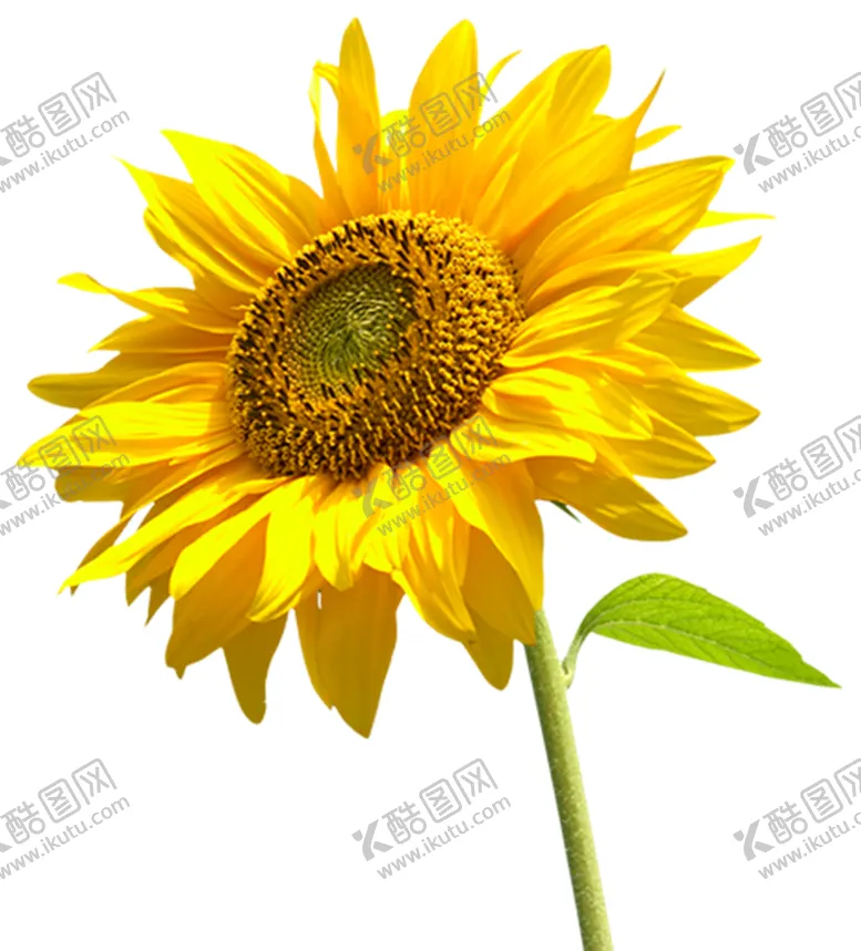 编号：44072705191206294154【酷图网】源文件下载-向日葵