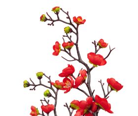 梅花树枝元素