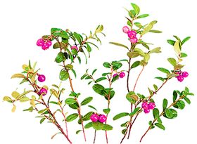 鲜花素材朵风信子矢车菊
