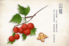 手绘山楂