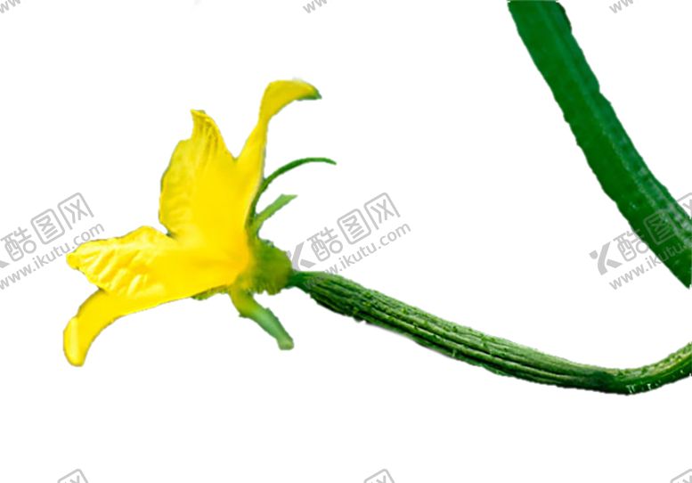 编号：25676807131440328671【酷图网】源文件下载-绿色植物