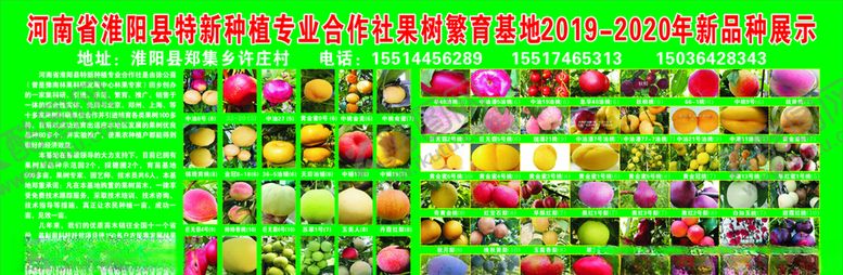 编号：42346909220548255973【酷图网】源文件下载-果树