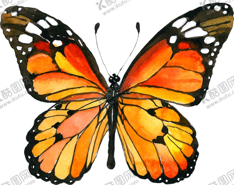 编号：36518109110933074798【酷图网】源文件下载-手绘彩蝶
