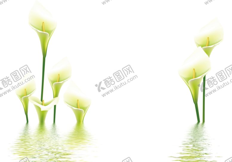 编号：17279307030516367389【酷图网】源文件下载-百合花