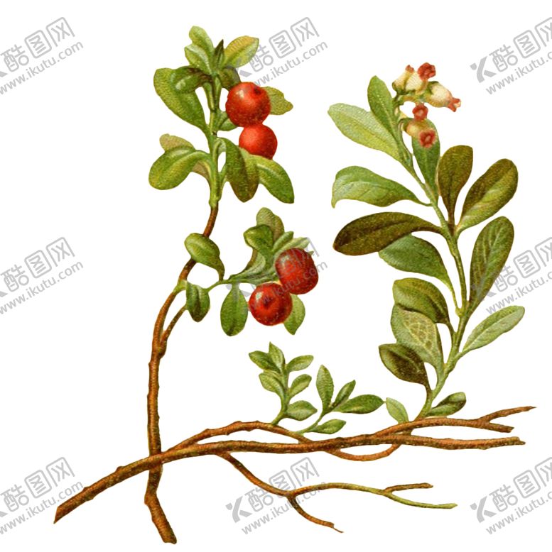 编号：64054302031044416874【酷图网】源文件下载-复古插画