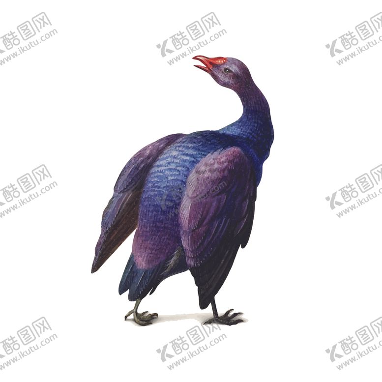 编号：13411304281907542899【酷图网】源文件下载-鸟类插画