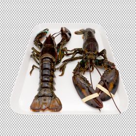 澳洲大龙虾