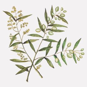 橄榄