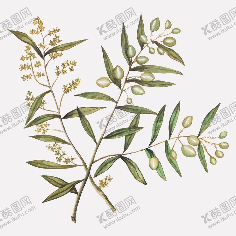 编号：46388909270817115150【酷图网】源文件下载-橄榄