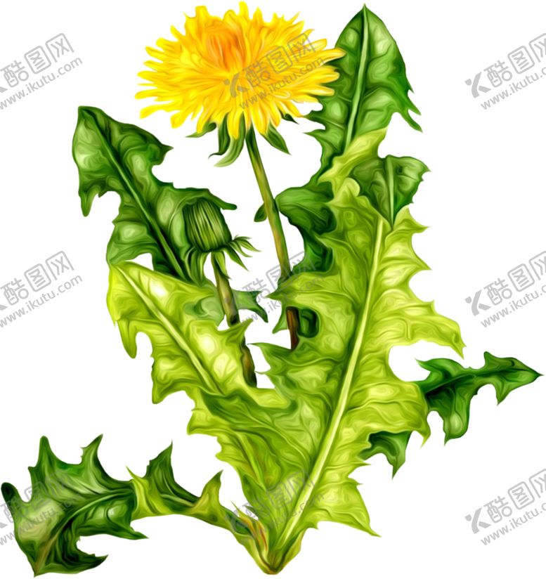 编号：29952107080326138305【酷图网】源文件下载-蒲公英