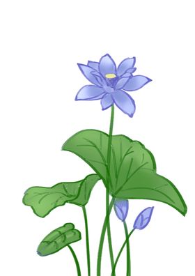荷花元素