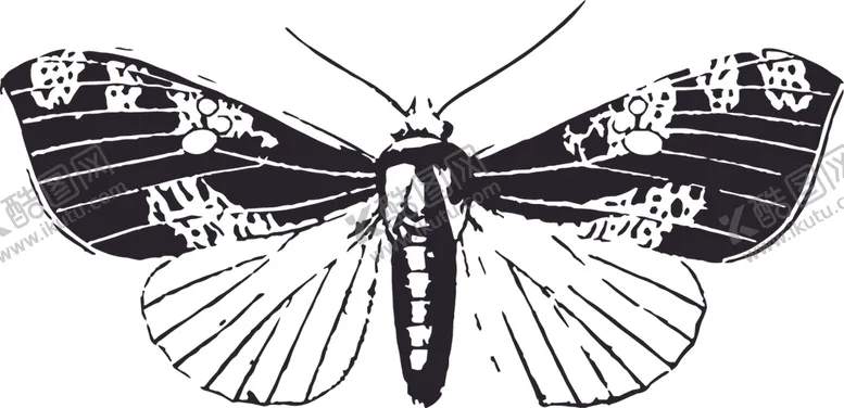 编号：67417307062003278966【酷图网】源文件下载-自然昆虫标本插画