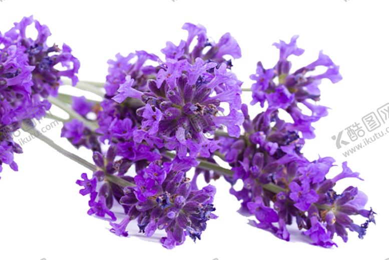 编号：81410909150443024680【酷图网】源文件下载-薰衣草