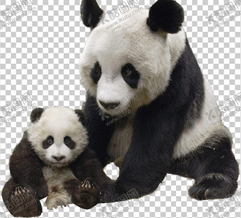 编号：94281504062312513316【酷图网】源文件下载-熊猫