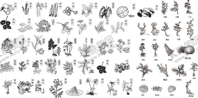 编号：39394501050348577546【酷图网】源文件下载-中药大全二