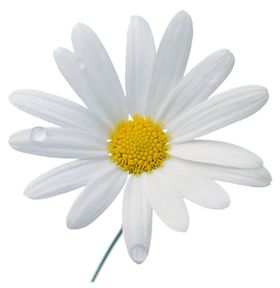 洋甘菊