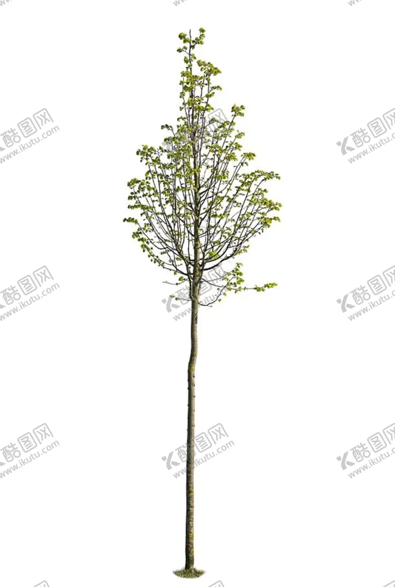 编号：24357809131411319617【酷图网】源文件下载-树
