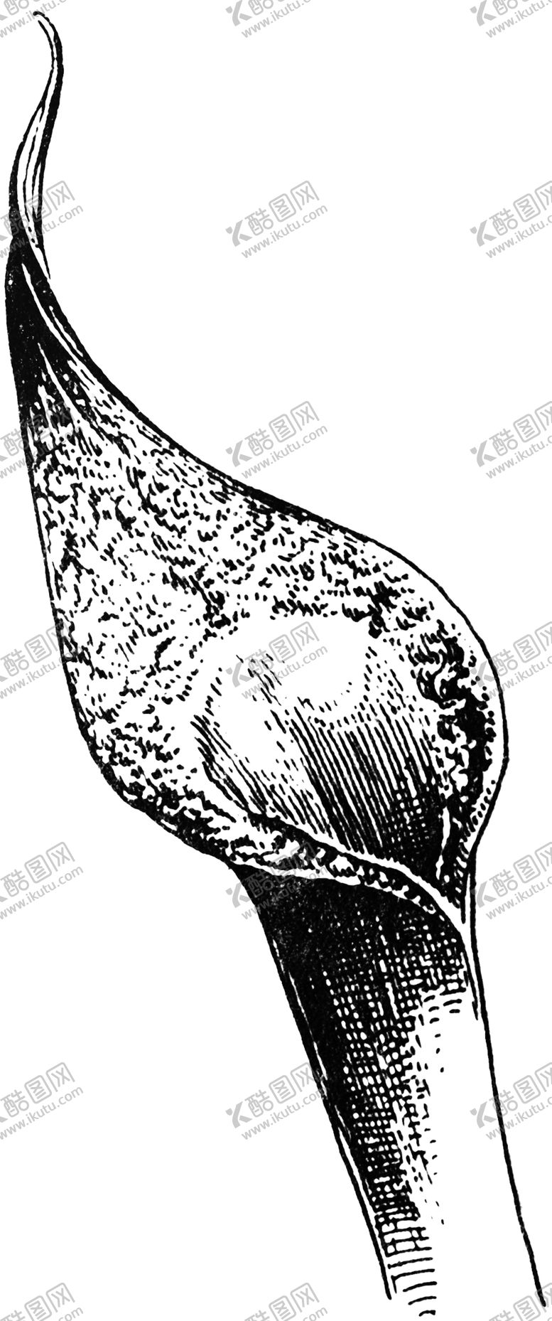 编号：82883810072003339005【酷图网】源文件下载-黑白手绘植物
