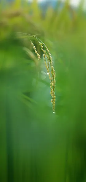 小满立夏节气壁纸