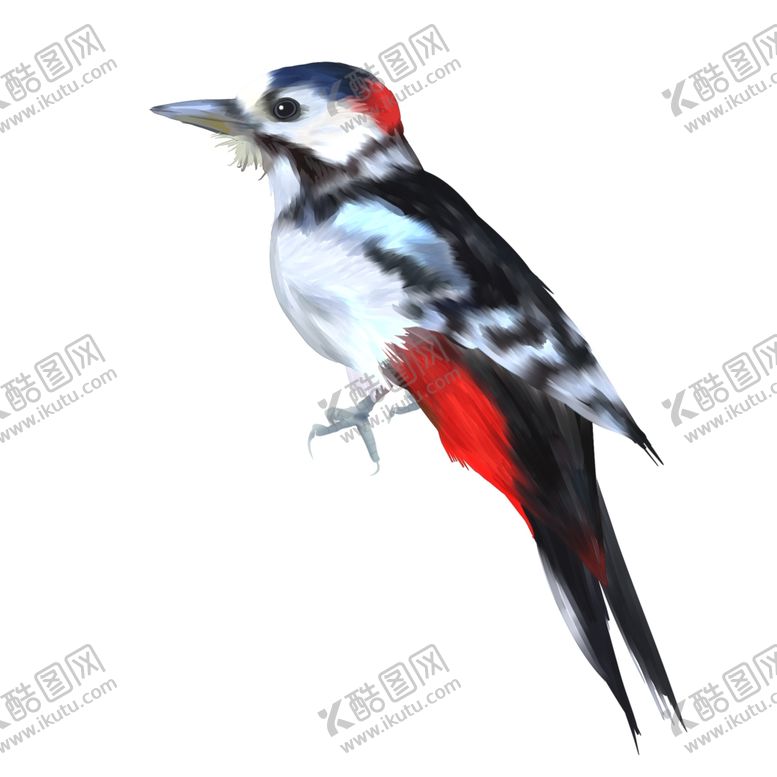 编号：25964205041630202399【酷图网】源文件下载-手绘啄木鸟元素