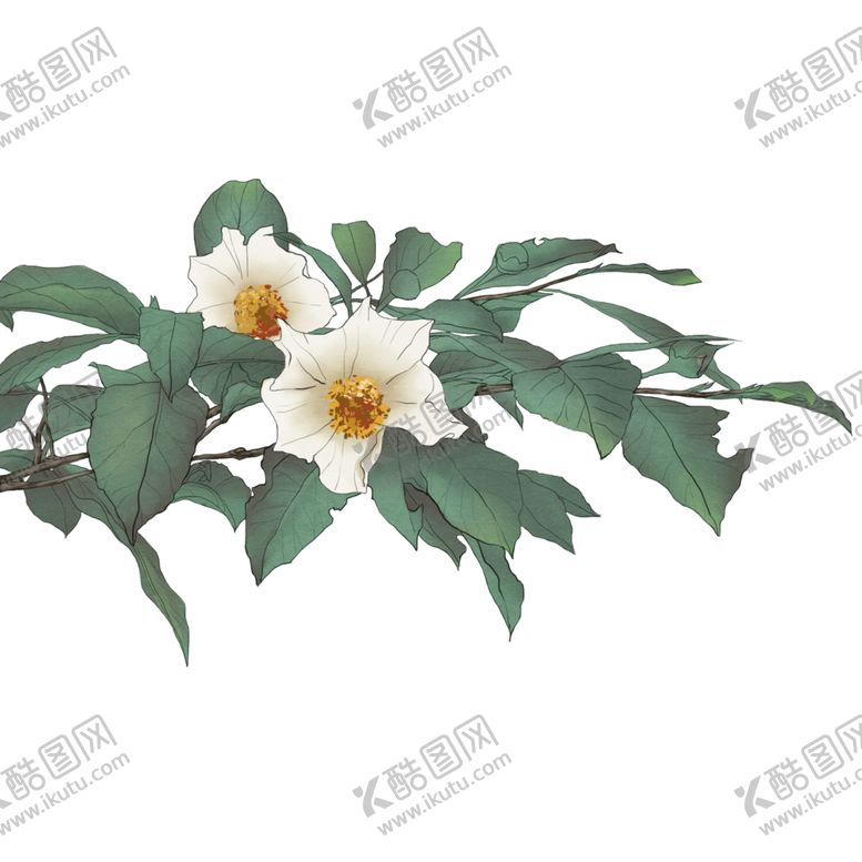 编号：26776609291645329323【酷图网】源文件下载-手绘植物花卉