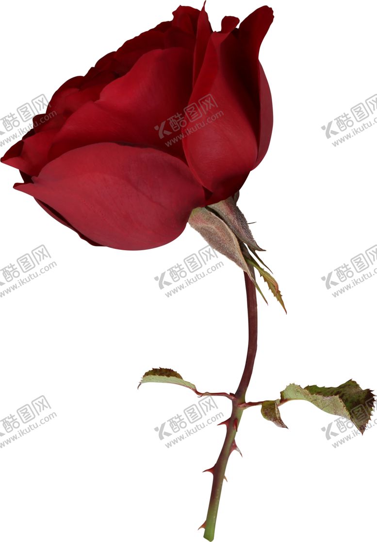 编号：32747910121840252095【酷图网】源文件下载-鲜花素材