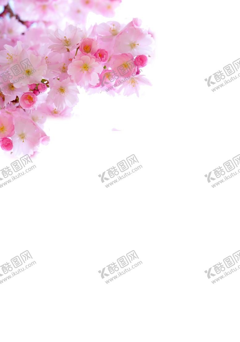 编号：32902004150639024154【酷图网】源文件下载-一簇樱花