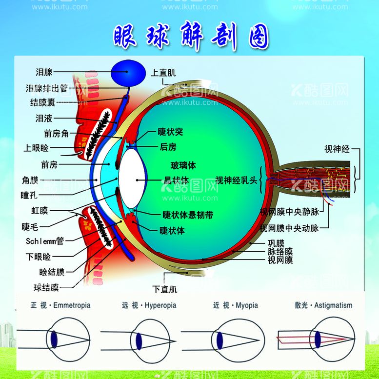 编号：45267910072246287805【酷图网】源文件下载-眼球解刨 