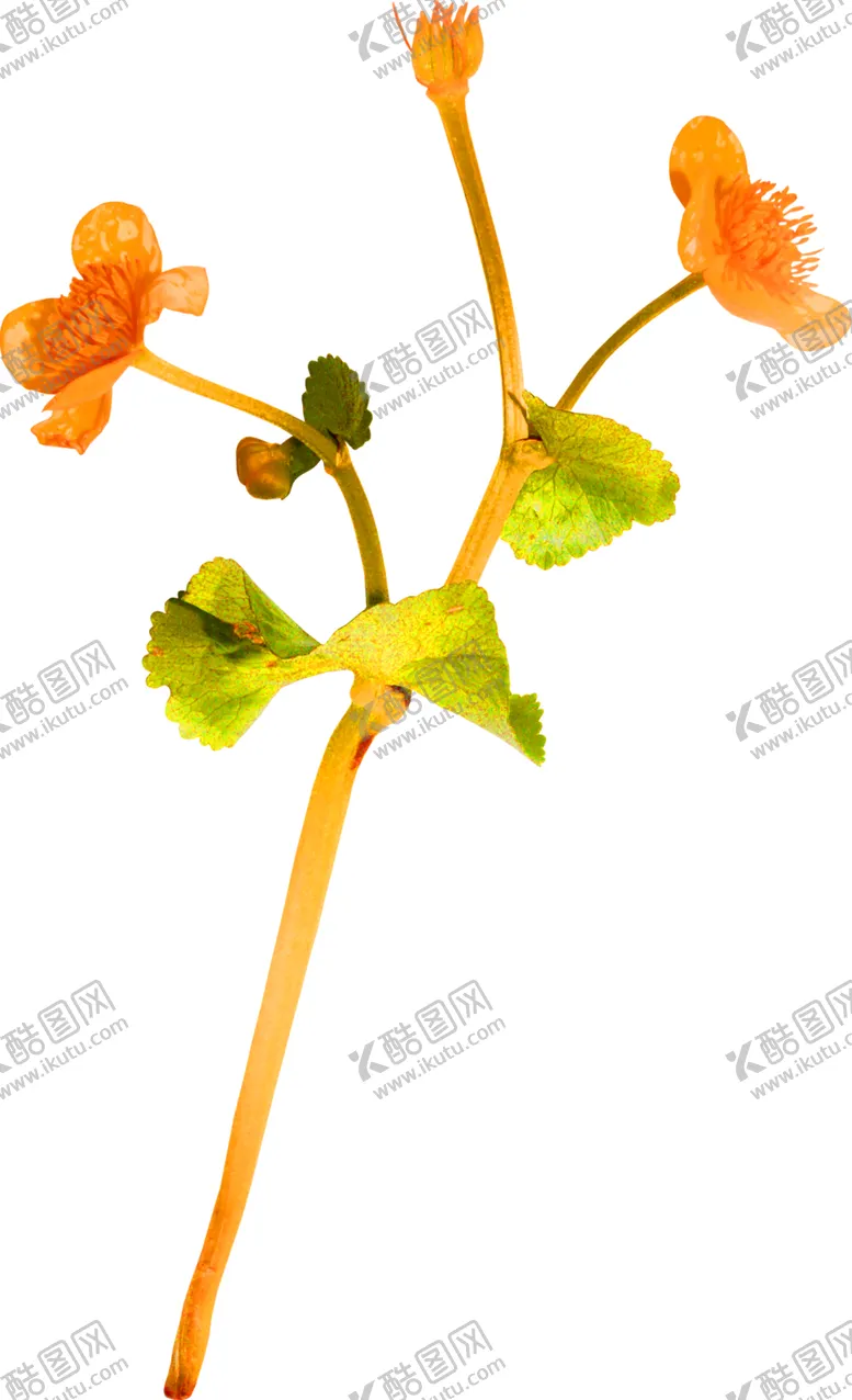 编号：48182606261918122429【酷图网】源文件下载-花素材